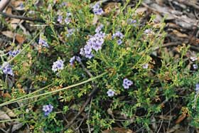 Blue flowering ground cover