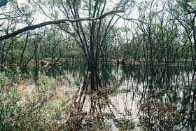 Eucalyptus largiflorens swamp
