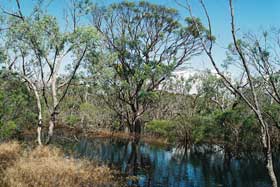 Eucalyptus largiflorens swamp