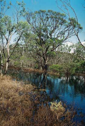 Eucalyptus largiflorens swamp