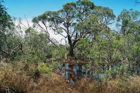 Eucalyptus largiflorens swamp
